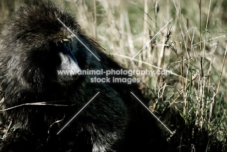 baboon amongst long grass
