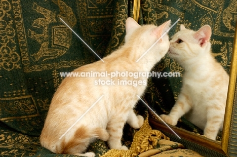 kitten investigating mirror