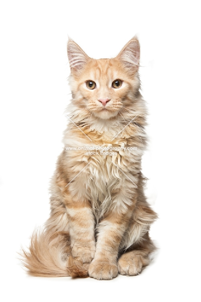 Maine Coon looking straight at camera