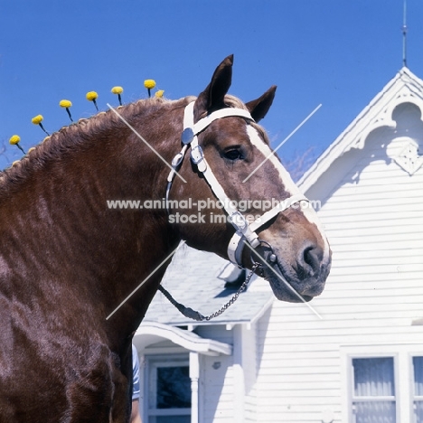 Illini Masterpiece, American Belgian head and shoulder