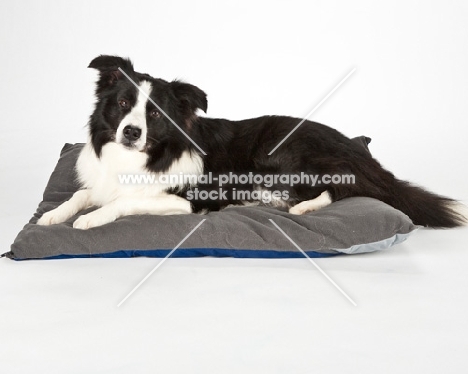 border collie on bed