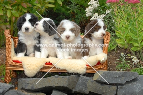 four Bearded Collies