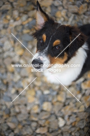 black tri colour australian shepherd puppy sitting on the rocks on a lake shore, one ear up