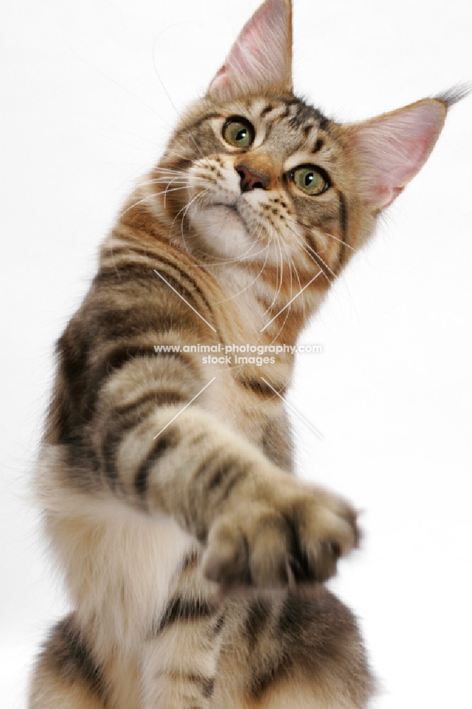 Maine Coon grasping, brown classic tabby 