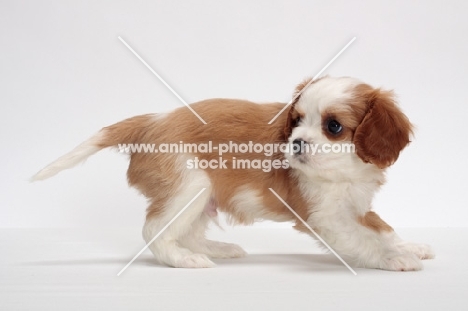 red and white Cavalier King Charles Spaniel, side view