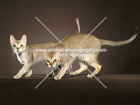 two singapura cats