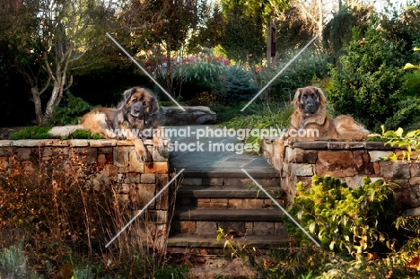 two Leonbergers in garden