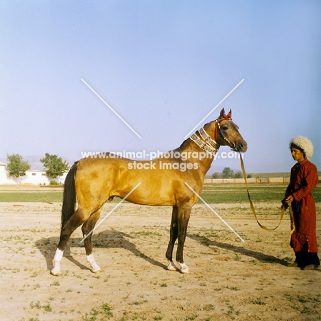 full body shot of akhal teke with groom in tradition turkmen clothes