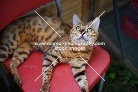 Bengal cat resting on a red chair and looking up, champion Mainstreet Full Throttle of Guru