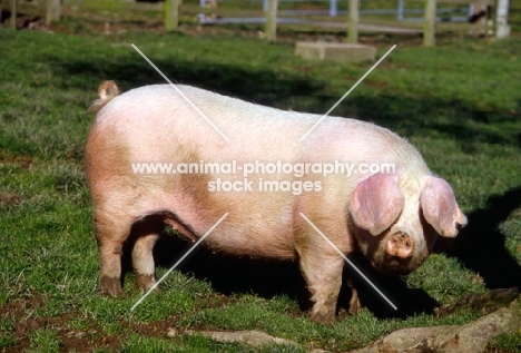 british lop sow looking at camera  with ears covering eyes