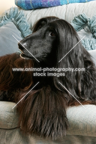 black Afghan Hound on couch