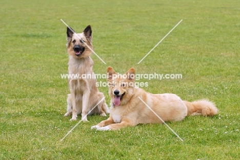 two Garafiano shepherd dogs, herder of the Canary Island la Palma