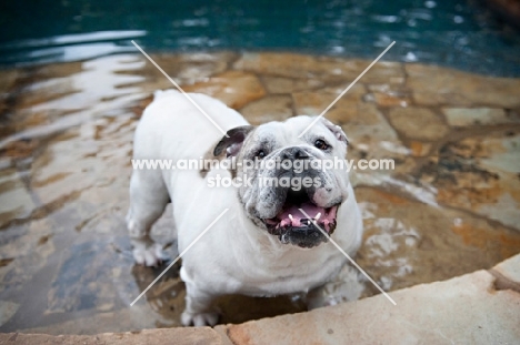 english bulldog smiling in swimming pool
