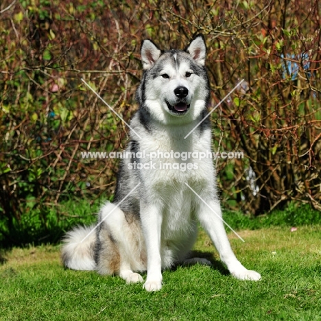 Alaskan Malamute