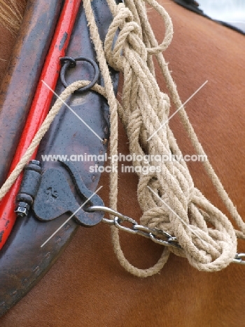 Suffolk Punch with ploughing gear