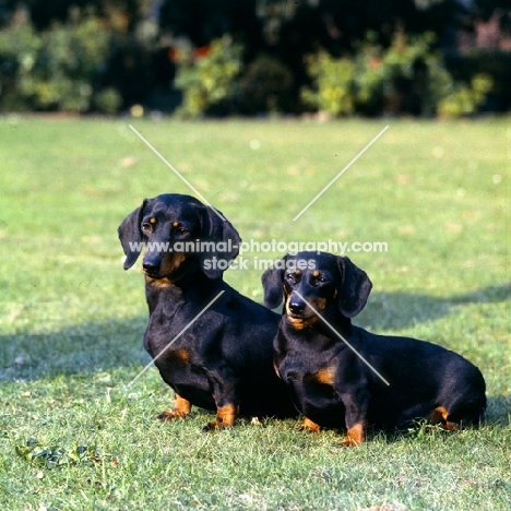 standard and miniature smooth haired dachshunds sitting on grass