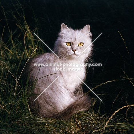 smoke Persian cat sitting in grass