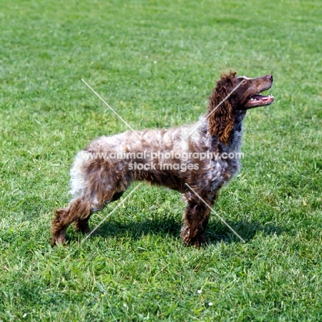 pont audemer spaniel
