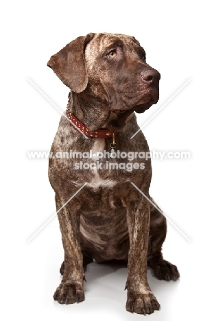 young Dogo Canario