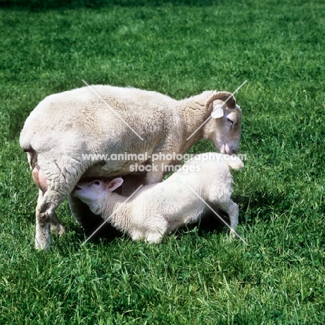 lamb drinking