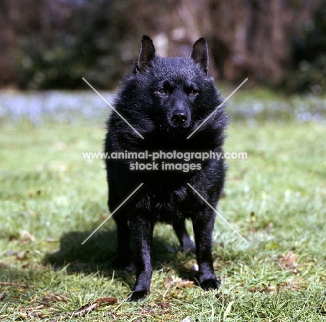 champion schipperke standing on grass