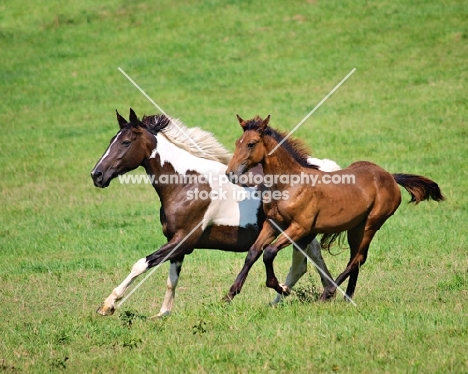 holstein running in field