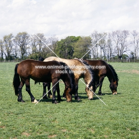 three welsh cobs (section d), fillies & colts grazing together