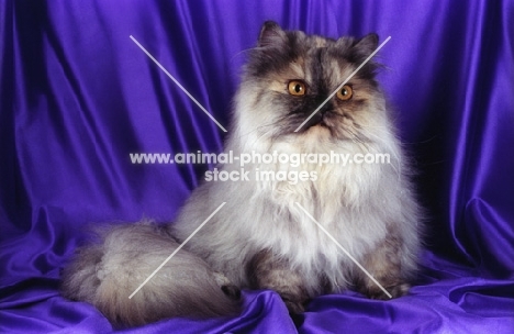 tortie cameo persian cat