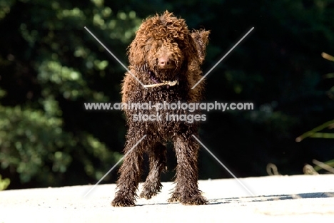 young undocked standard poodle standing on a road