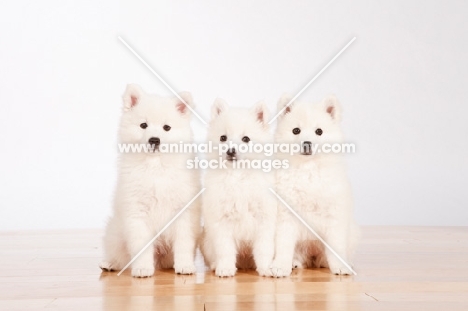 three American Eskimo puppies on white background