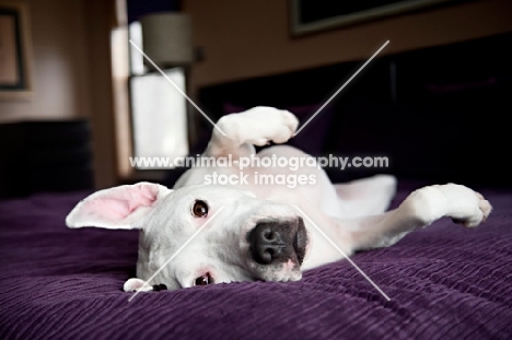 white pit bull boxer mix rolling over on purple bed