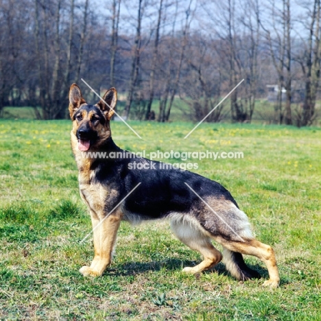 german shepherd dog looking alert