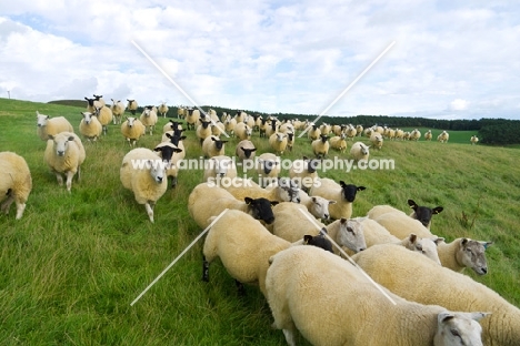 Texel cross & Suffolk cross ewes