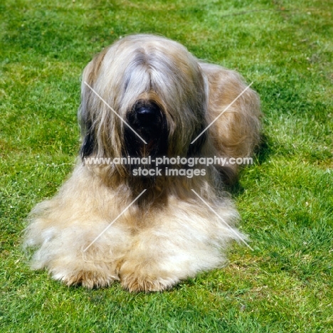 briard lying on grass, hair covering eyes, champion triskele lola