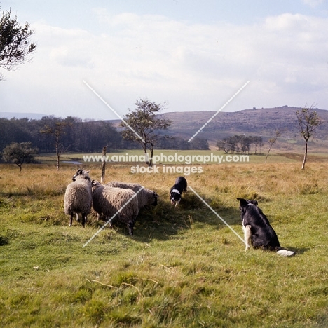 border collies working sheep in trials in peak district
