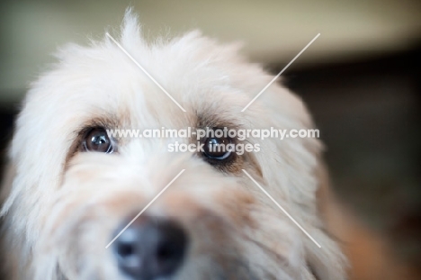 close-up of terrier mix's eyes