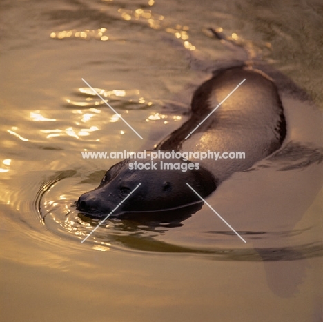 baikal seal in london zoo