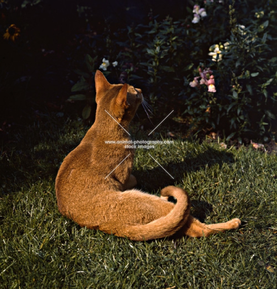 int ch dockaheems caresse, red abyssinian cat, back view lying in grass