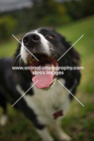 border collie with mouth open, panting at the camera