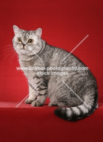 British Shorthair sitting on red background