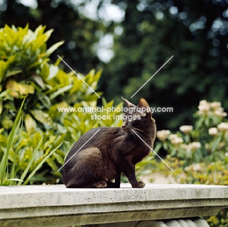 ch dandycat hula dancer, , havana cat in a garden