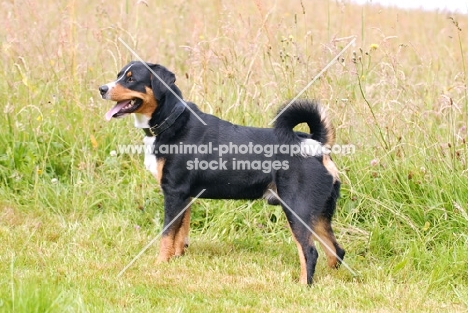 Appenzeller Sennenhund, swiss farm dog