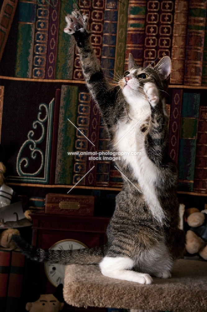 tabby and white cat reaching up with paws