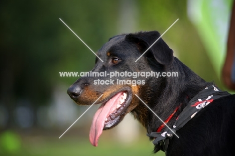 Head portrait of a Beauceron wearing a bandana