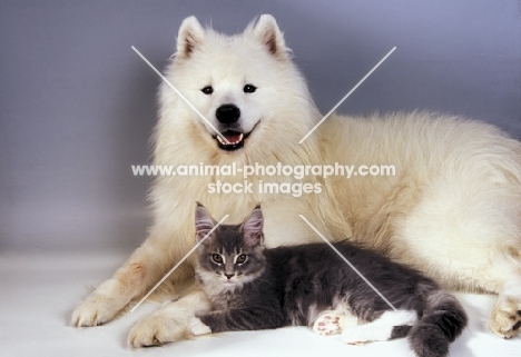 samoyed dog and maine coon cat