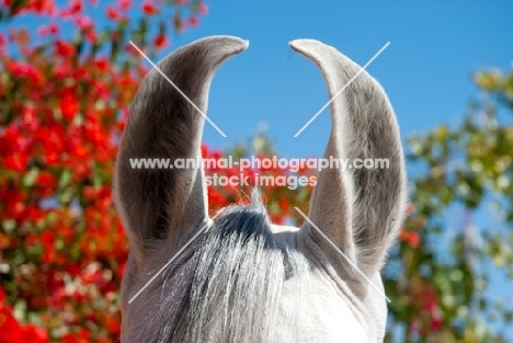 close up of marwari horse ears