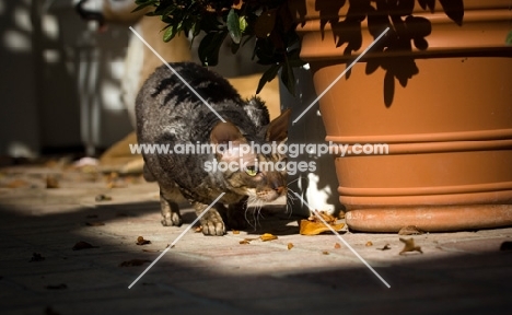 Cornish Rex near plant pot