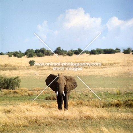 african elephant front view in murchison falls np