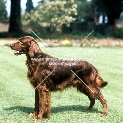 sh ch wendover vagabond, irish setter, LC James