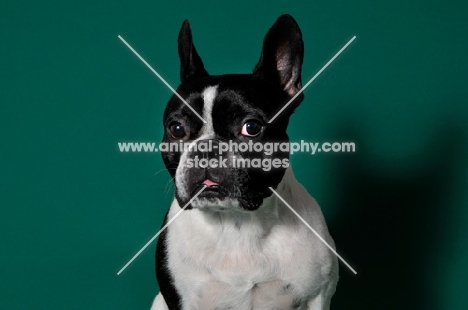 cute French Bulldog in green studio